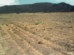 Reportaron algunas lluvias pero fueron insuficientes para los resecos cultivos de trigo. ARCHIVO  /