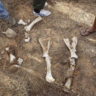 Descubren más fosas comunes con más de 350 cuerpos en Trípoli