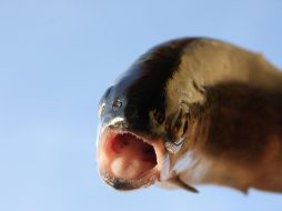 Algunos peces toman 'Prozac' fluoxetina o carbonazepaminas, debido a que se encuentran disueltos en las aguas de los ríos. EFE  /