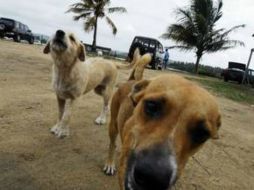 Una sola perra y sus crías pueden multiplicarse unas 75 mil veces en unos siete años. AP  /