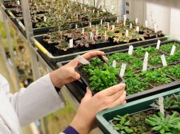 Se buscará crear plantas con un mejor organismo contra el estrés biótico.ID  /