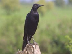 Las aves fueron premiadas con la comida sólo cuando alcanzaban una tasa de selección correcta del 70 por ciento. ARCHIVO  /