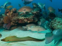 Cabo Pulmo acoge a 226 de las 875 especies de peces; fue declarado en 1995 área natural protegida por las autoridades. ESPECIAL  /