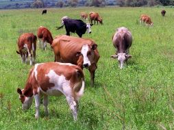 Se incrementan las exportaciones de animales vivos y de cortes de carne.  /