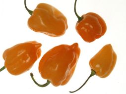 El chile habanero tiene a su favor “ser el más picoso y aromático de los chiles naturales'. ARCHIVO  /