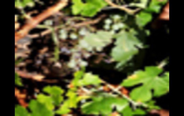 Daños ocasionados por el MIldiu en campos de viñedo de Albacete. EFE  /