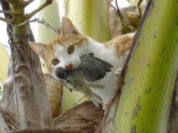 La presencia de los gatos asilvestrados amenaza a supervivencia del 8% de las especies de aves, mamíferos y reptiles. EFE  /