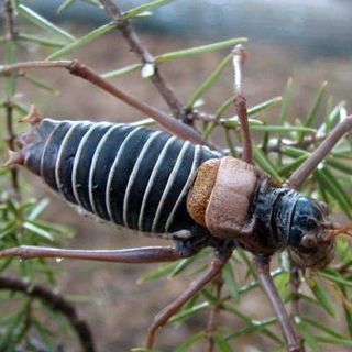 Descubren insecto desaparecido en el último siglo