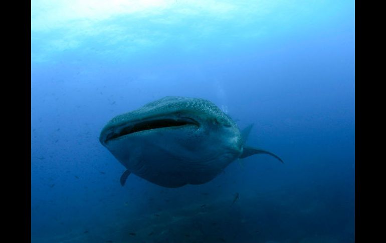 Este 'Arqueoceto' antártico pertenece al grupo Basilosauridae, del que se originaron todos los cetáceos actuales. ARCHIVO  /