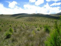 También la ley fomenta la participación de la sociedad en la vigilancia del cumplimiento de la legislación ambiental. ESPECIAL  /