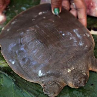 Monjes budistas luchan por extinción de rara tortuga