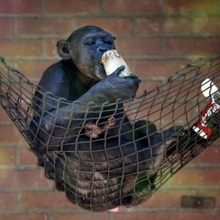 Anuncios con chimpancés no ayudan al medio ambiente