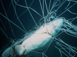 La marina colombiana detuvo en febrero pasado a cuatro pescadores costarricenses. AP  /