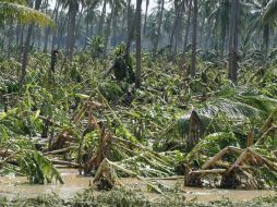 Las zonas afectadas no eran cosechas ni siembras avanzadas.  /