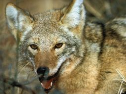 Los embriones fueron inoculados en hembras de perro que dieron a luz cachorros de cayote. ESPECIAL  /