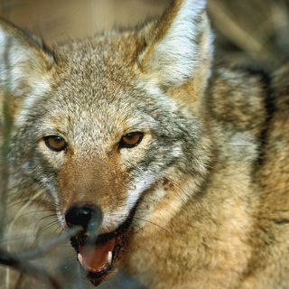 Clona coyotes tras escándalo en 2005