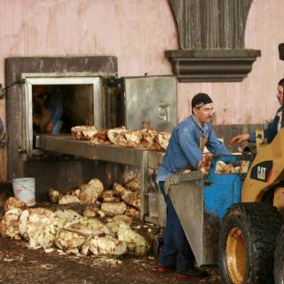 Riesgo de que el tequila se concentre en pocas manos por falta de materia prima