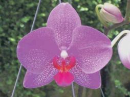 En México existen alrededor de 1,500 especies.  /