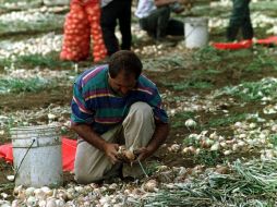 En promedio, el sector primario registra un ingreso mensual de 779. 58 pesos por persona. ARCHIVO  /