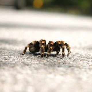 Incautan en Suiza maleta llena de tarántulas mexicanas