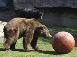 Estos úrsidos son característicos de los bosques maduros de Europa, Asia, América del Norte y parte de México. EFE  /