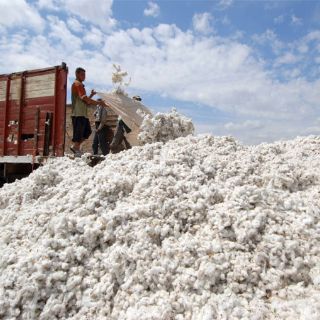 Paraguay autoriza algodón transgénico