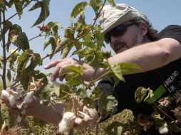 Este tipo de algodón permite disminuir la aplicación  de insecticidas químicos en los cultivos. ARCHIVO  /