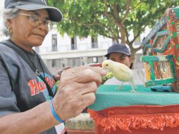 El ''canario de la suerte'' es otro oficio que sobrevive en las calles del Centro.  /