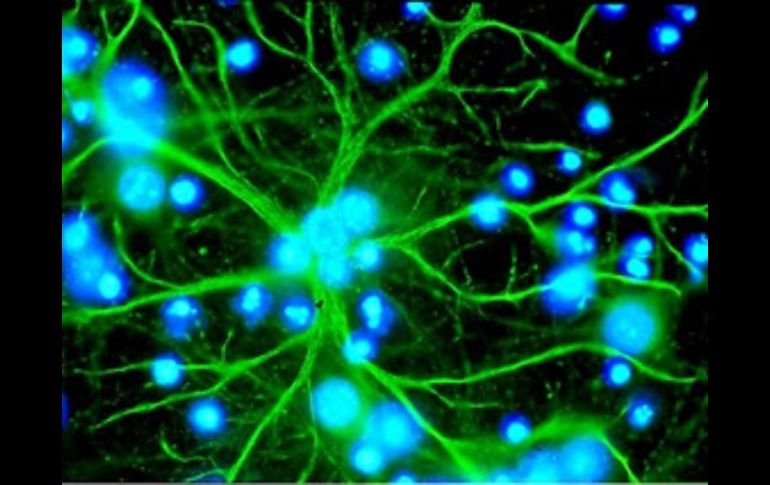 Desde que se descubrieron, los astrocitos se han considerado sostenes de la neurona. ESPECIAL  /