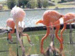 Es hora de dejar volar la imaginación. M. SEVILLA  /