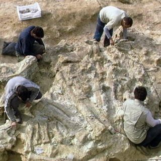 Dinosaurios gigantes caminaban kilómetros en busca de alimentos