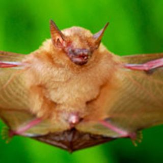 Murciélagos, en peligro de extinción