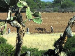 La Semarnat pidió a la Cámara de Diputados, más apoyo para que las zonas afectadas realicen otras actividades productivas.  /