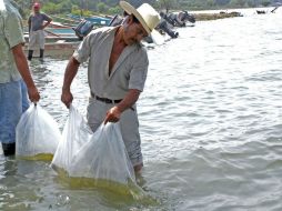 Cifras del INEGI muestran que las actividades primarias, como la pesca, se incrementaron 14.8% a tasa anual en agosto. ARCHIVO  /
