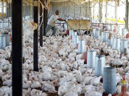 O.K. Industries es una empresa avícola privada con ventas de aproximadamente 600 millones de dólares anuales. ARCHIVO  /