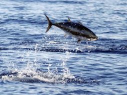 Científicos declaran que el atún rojo usan las aguas del norte de Baleares como residencia de verano. EFE  /