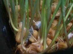 La investigación del CIQA fue financiada por los Fondos Mixtos del gobierno del estado de Coahuila y el Conacyt. ID  /