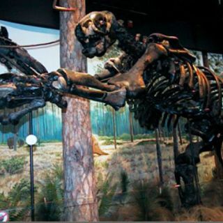 Descubren en Brasil el fósil de perezoso gigante que vivió hace 10 mil años