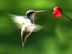 Los colibríes tienen colores vivos y aletean a una velocidad de hasta 80 circulaciones por segundo. ESPECIAL  /