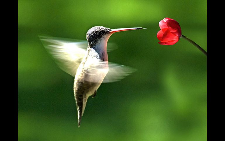 Los colibríes tienen colores vivos y aletean a una velocidad de hasta 80 circulaciones por segundo. ESPECIAL  /