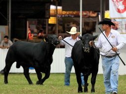 La muestra del sector pecuario jalisciense cumplió con su objetivo de facilitar la compraventa de especies.  /