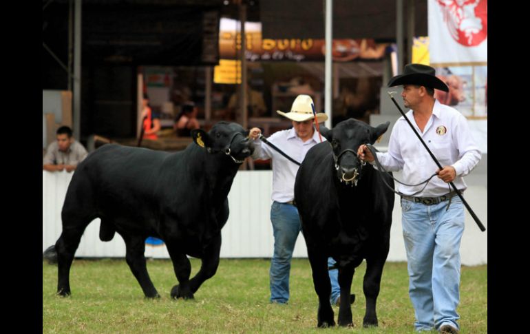 La muestra del sector pecuario jalisciense cumplió con su objetivo de facilitar la compraventa de especies.  /