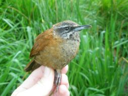 Los pájaros de la especie Pheugopedius euophrys memorizan su canto. EFE  /