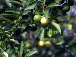 La plaga, 'Dragón Amarillo', proviene de una polilla que al impactar con los árboles los deja amarillos y después mueren. ARCHIVO  /