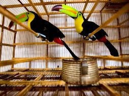 Algunas nueve especies están, probablemente, extintas en el medio silvestre.  /