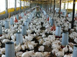 El Estado ocupa el primer lugar en producción de este alimento. ARCHIVO  /