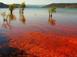 Lo más grave es que pueden afectar la salud del hombre en distintos niveles. ID  /