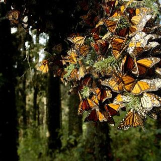 Urge Eruviel Ávila a preservar bosques de la mariposa monarca