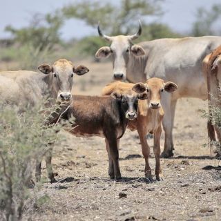México pierde 450 mil cabezas de ganado por la sequía en 2011