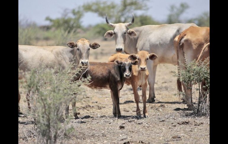 El Gobierno mexicano calcula que se comercializarán este año un récord de 1.5 millones de becerros. ARCHIVO  /
